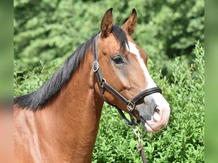 Mecklenburger Warmblut Wallach 4 Jahre 170 cm Brauner in D&#xFC;sseldorfD&#xFC;sseldorf