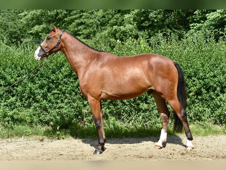 Mecklenburger Warmblut Wallach 4 Jahre 170 cm Brauner in D&#xFC;sseldorfD&#xFC;sseldorf