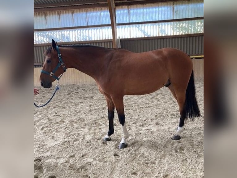 Mecklenburger Warmblut Wallach 4 Jahre 170 cm Brauner in Neukalen