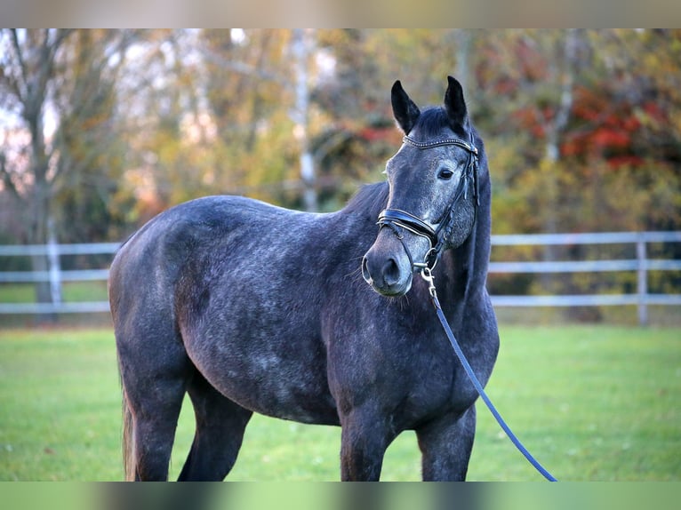 Mecklenburger Warmblut Wallach 4 Jahre 170 cm Schimmel in Wallern im Burgenland