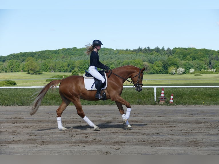 Mecklenburger Warmblut Wallach 4 Jahre 171 cm Fuchs in Ganschow