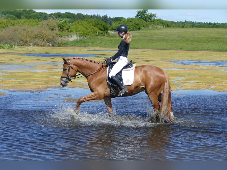 Mecklenburger Warmblut Wallach 4 Jahre 171 cm Fuchs in Ganschow