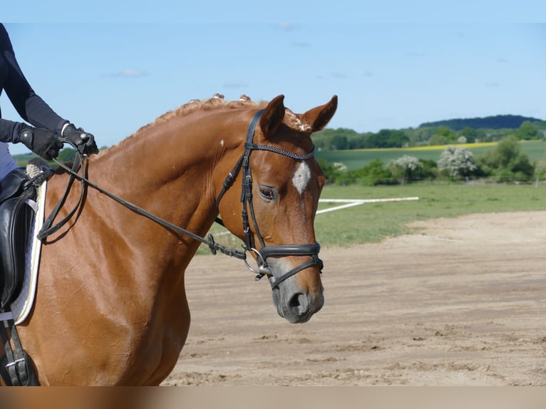 Mecklenburger Warmblut Wallach 4 Jahre 171 cm Fuchs in Ganschow