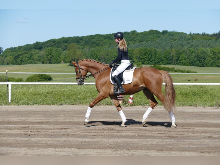 Mecklenburger Warmblut Wallach 4 Jahre 171 cm Fuchs in Ganschow