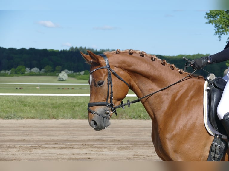 Mecklenburger Warmblut Wallach 4 Jahre 171 cm Fuchs in Ganschow