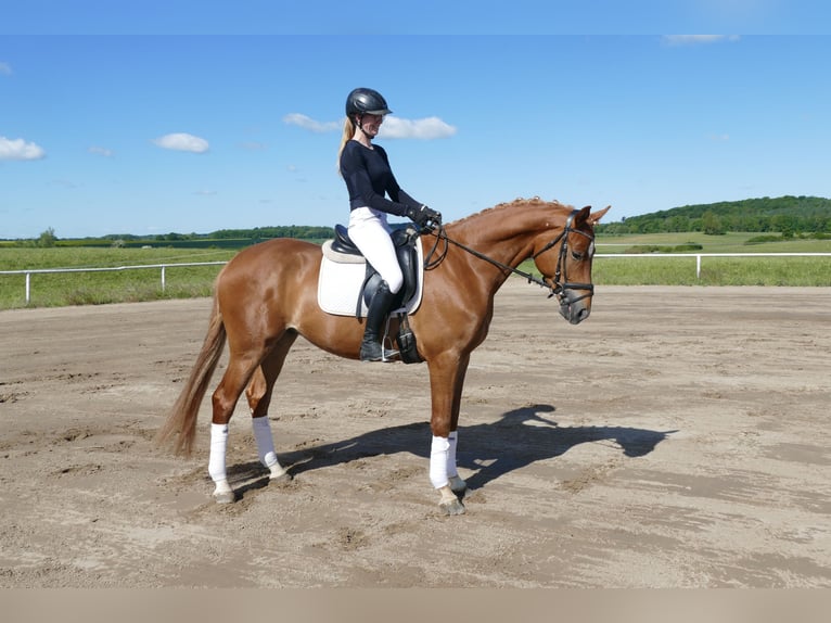 Mecklenburger Warmblut Wallach 4 Jahre 171 cm Fuchs in Ganschow