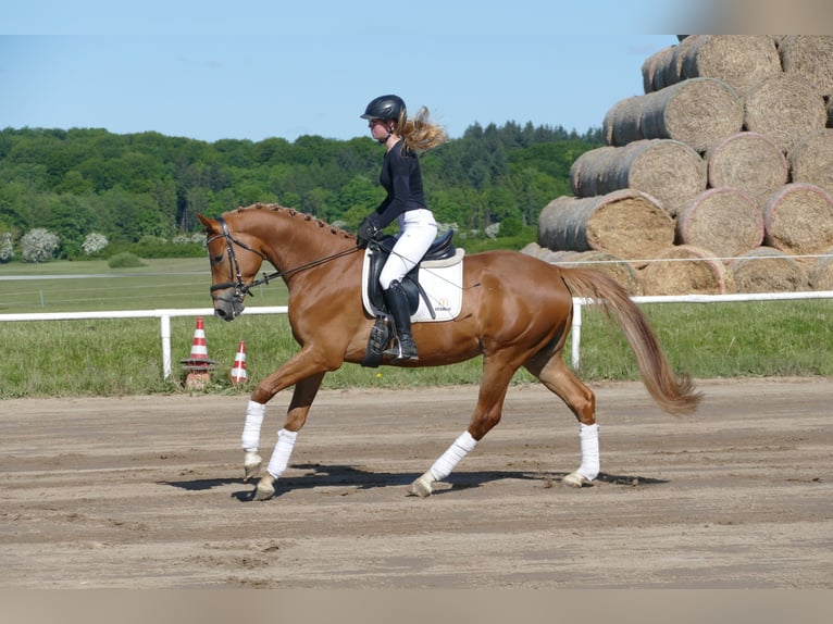 Mecklenburger Warmblut Wallach 4 Jahre 171 cm Fuchs in Ganschow