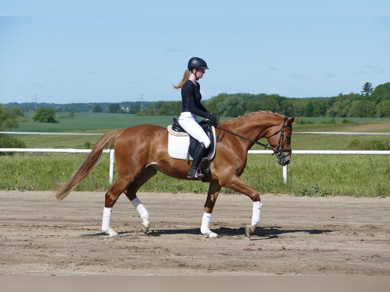 Mecklenburger Warmblut Wallach 4 Jahre 171 cm Fuchs in Ganschow
