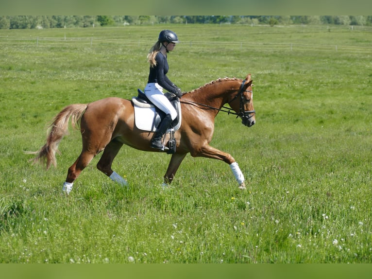 Mecklenburger Warmblut Wallach 4 Jahre 171 cm Fuchs in Ganschow