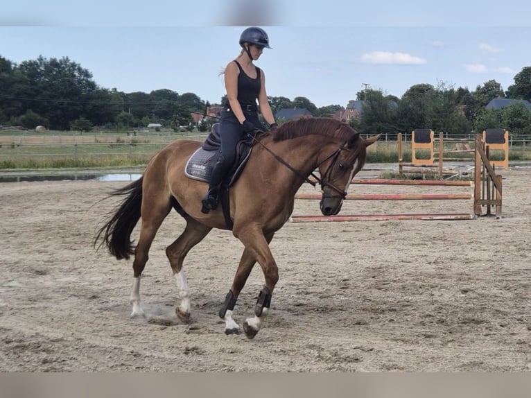 Mecklenburger Warmblut Wallach 4 Jahre 172 cm Fuchs in Redefin