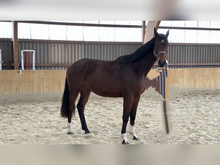 Mecklenburger Warmblut Wallach 4 Jahre 173 cm Brauner in Neukalen