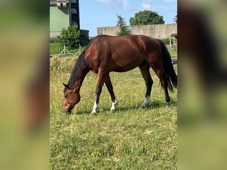 Mecklenburger Warmblut Wallach 4 Jahre 173 cm Brauner in Neukalen