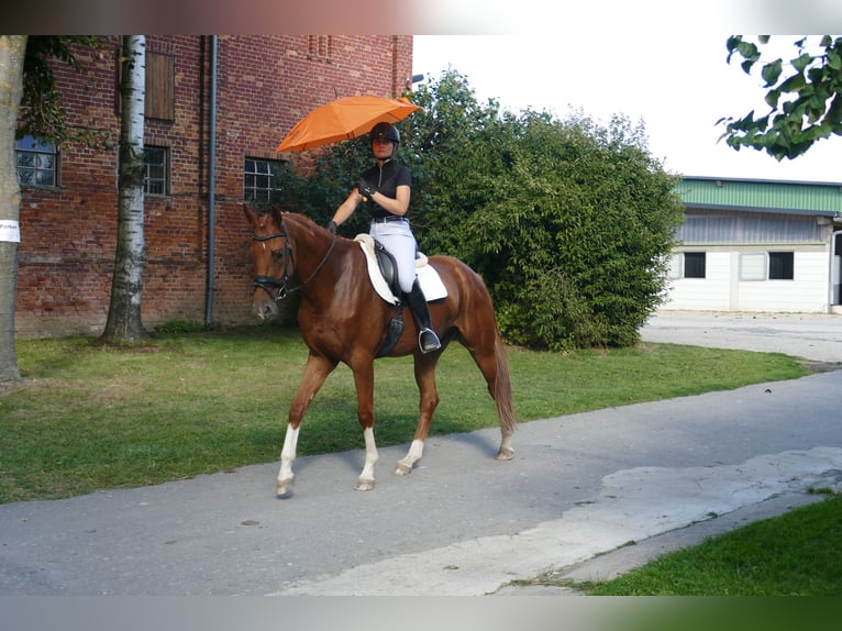 Mecklenburger Warmblut Wallach 4 Jahre 173 cm Fuchs in Ganschow