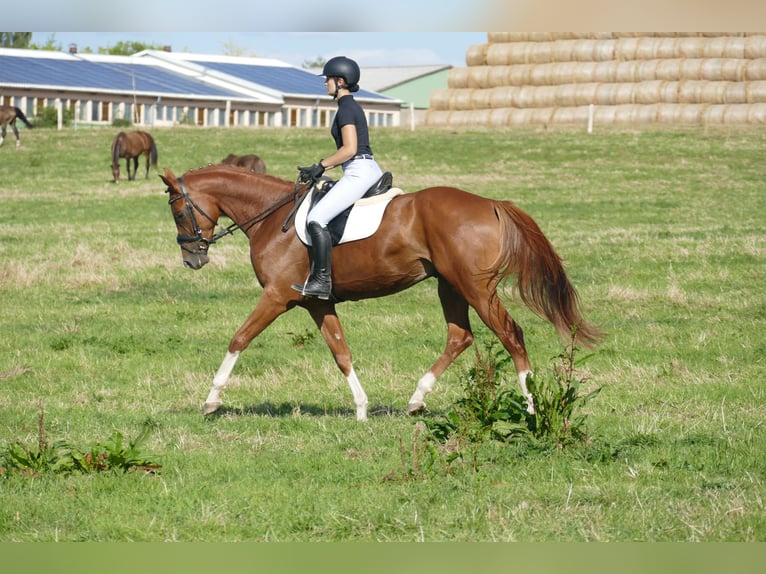 Mecklenburger Warmblut Wallach 4 Jahre 173 cm Fuchs in Ganschow