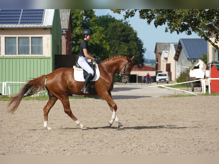 Mecklenburger Warmblut Wallach 4 Jahre 173 cm Fuchs in Ganschow