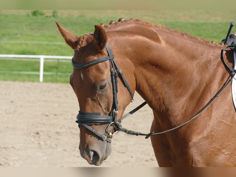 Mecklenburger Warmblut Wallach 4 Jahre 173 cm Fuchs in Ganschow