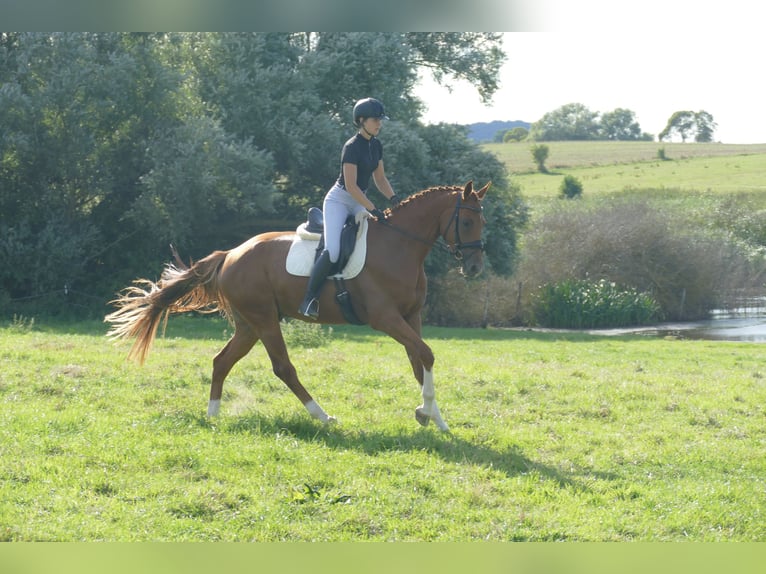 Mecklenburger Warmblut Wallach 4 Jahre 173 cm Fuchs in Ganschow