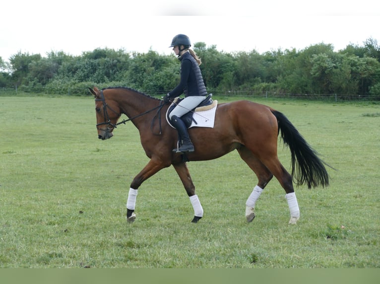 Mecklenburger Warmblut Wallach 4 Jahre 176 cm Brauner in Ganschow