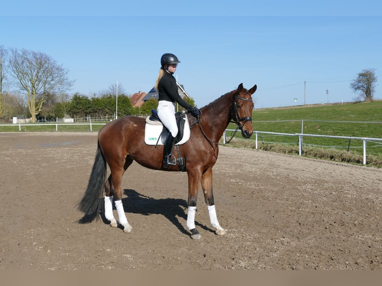 Mecklenburger Warmblut Wallach 4 Jahre 176 cm  in Güstrow