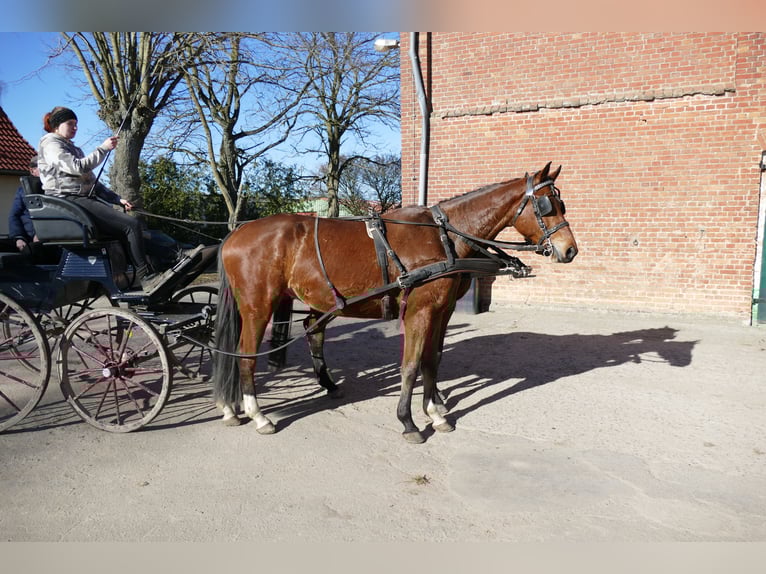 Mecklenburger Warmblut Wallach 4 Jahre 176 cm  in Güstrow