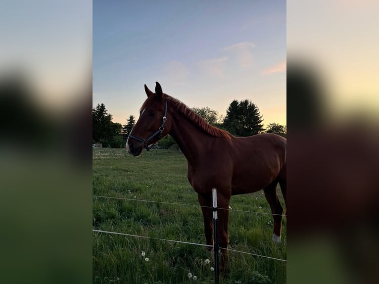 Mecklenburger Warmblut Wallach 4 Jahre 177 cm Dunkelfuchs in Neu krenzlin