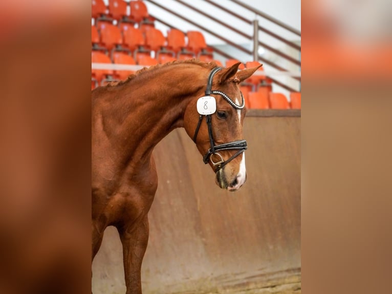 Mecklenburger Warmblut Wallach 4 Jahre 177 cm Dunkelfuchs in Neu krenzlin