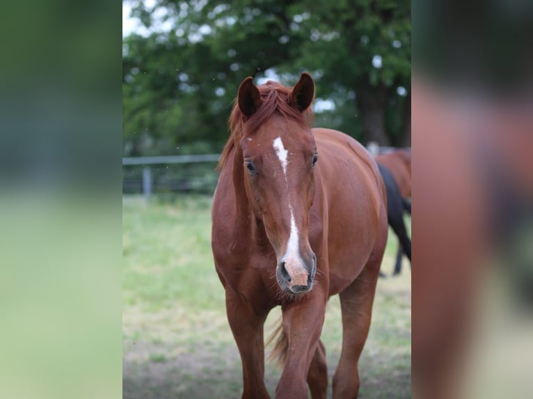 Mecklenburger Warmblut Wallach 4 Jahre 177 cm Dunkelfuchs in Neu krenzlin