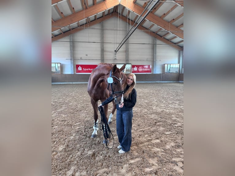 Mecklenburger Warmblut Wallach 4 Jahre 177 cm Dunkelfuchs in Neu krenzlin