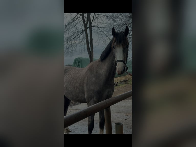 Mecklenburger Warmblut Wallach 4 Jahre 178 cm Apfelschimmel in Cottbus