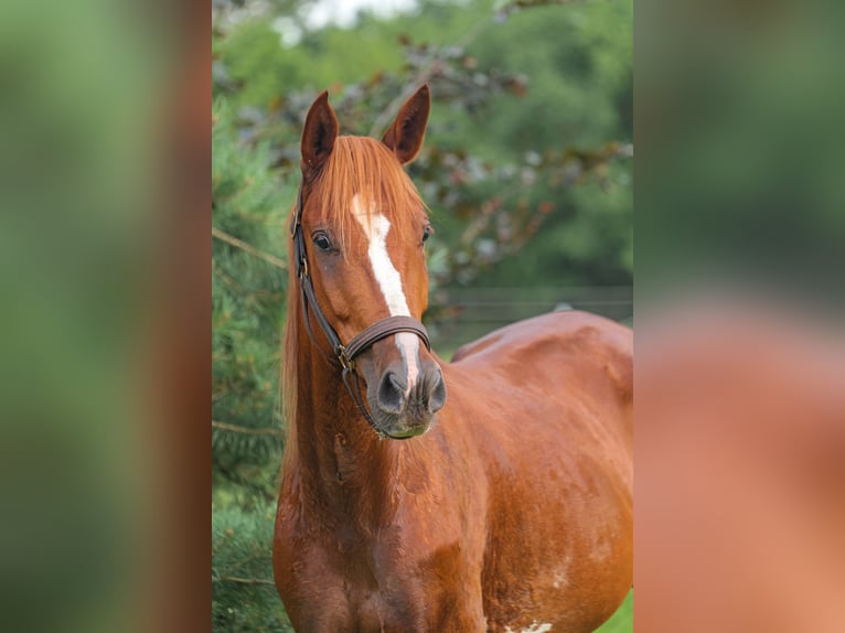 Mecklenburger Warmblut Wallach 5 Jahre 160 cm Brauner in Jesendorf