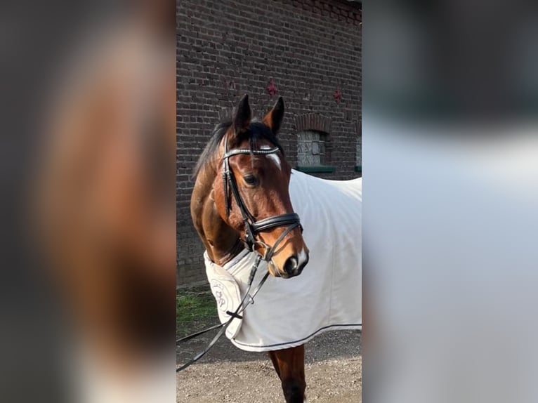 Mecklenburger Warmblut Wallach 5 Jahre 162 cm Brauner in Kaarst