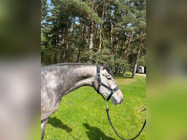 Mecklenburger Warmblut Wallach 5 Jahre 162 cm Schimmel in Plau am See