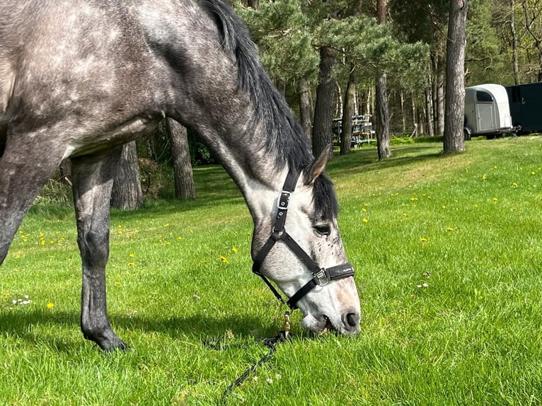 Mecklenburger Warmblut Wallach 5 Jahre 162 cm Schimmel in Plau am See