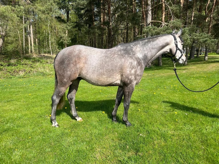 Mecklenburger Warmblut Wallach 5 Jahre 162 cm Schimmel in Plau am See