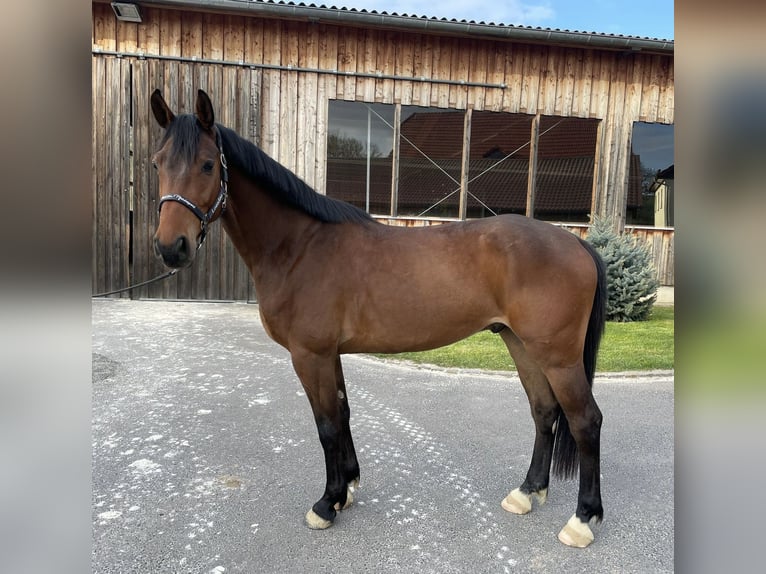 Mecklenburger Warmblut Wallach 5 Jahre 164 cm Brauner in Ostrau