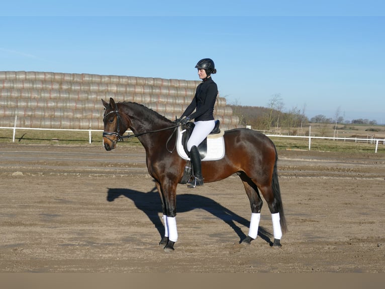 Mecklenburger Warmblut Wallach 5 Jahre 164 cm Dunkelbrauner in Ganschow