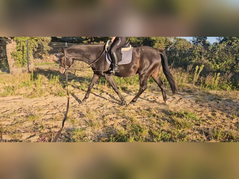 Mecklenburger Warmblut Wallach 5 Jahre 167 cm Schwarzbrauner in Greifswald