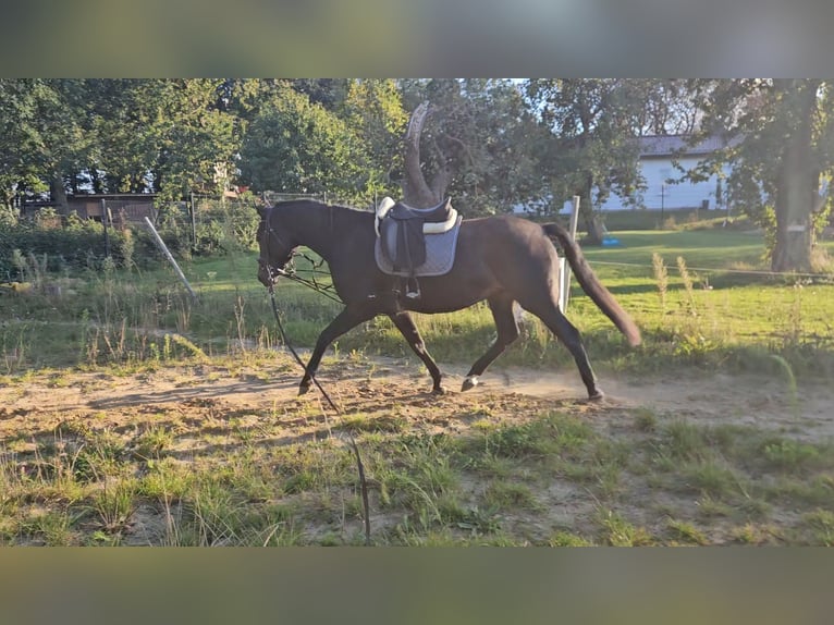 Mecklenburger Warmblut Wallach 5 Jahre 167 cm Schwarzbrauner in Greifswald