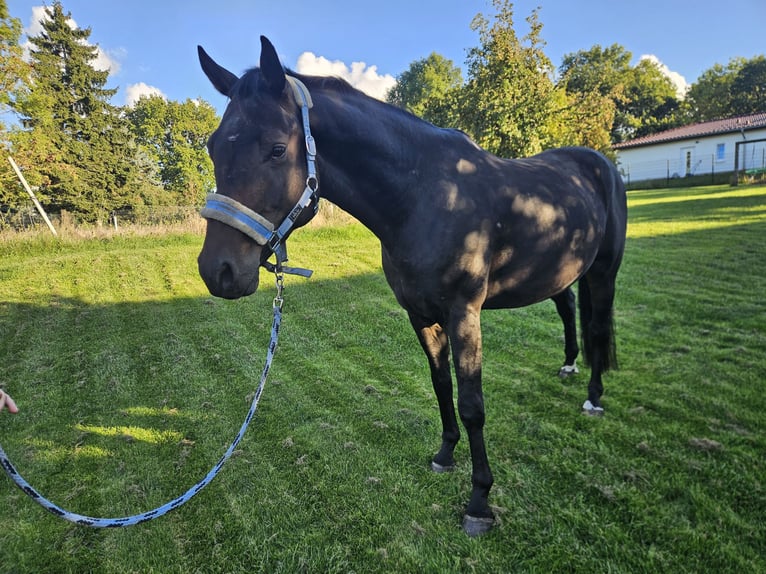 Mecklenburger Warmblut Wallach 5 Jahre 167 cm Schwarzbrauner in Greifswald