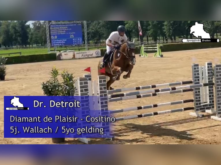 Mecklenburger Warmblut Wallach 5 Jahre 168 cm Fuchs in Gadow