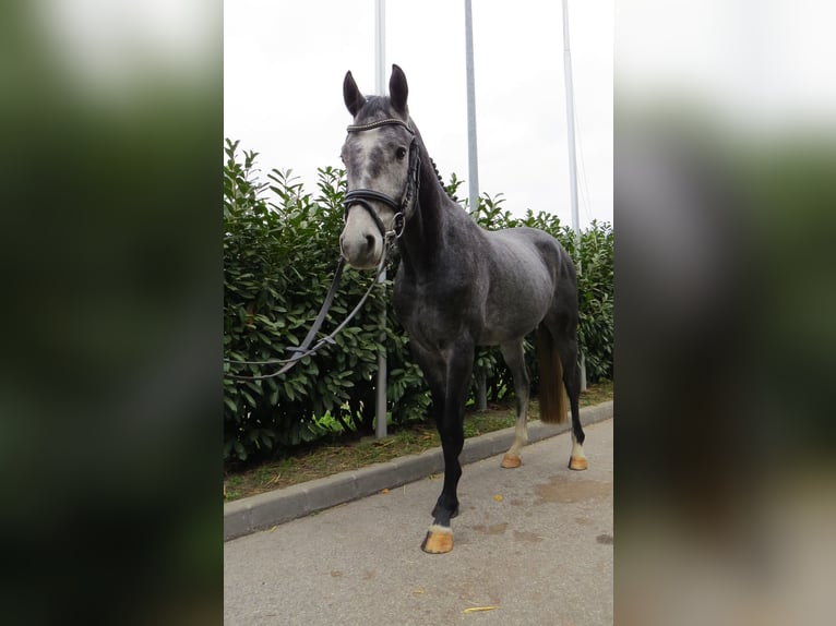 Mecklenburger Warmblut Wallach 5 Jahre 169 cm Apfelschimmel in Münster