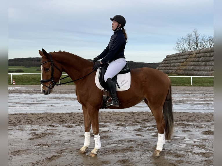 Mecklenburger Warmblut Wallach 5 Jahre 169 cm Fuchs in Ganschow