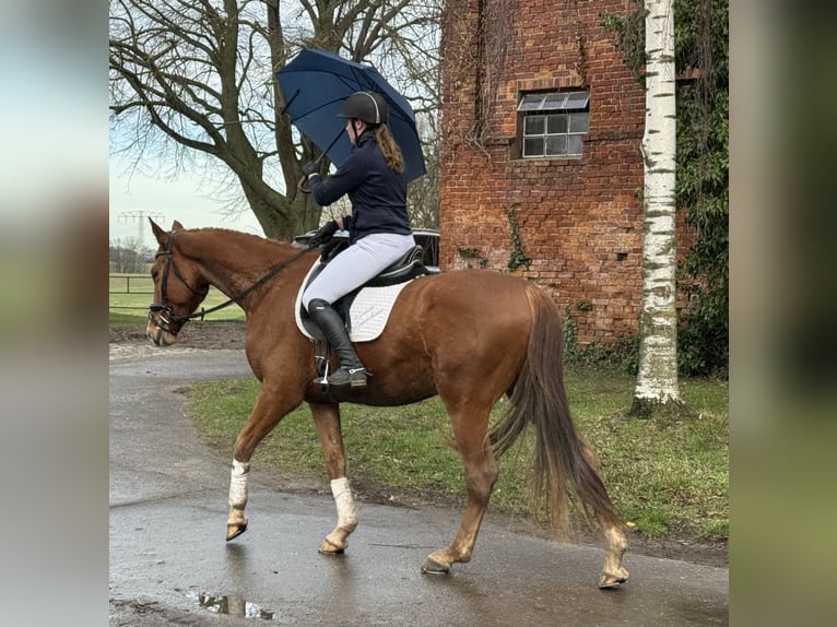 Mecklenburger Warmblut Wallach 5 Jahre 169 cm Fuchs in Ganschow