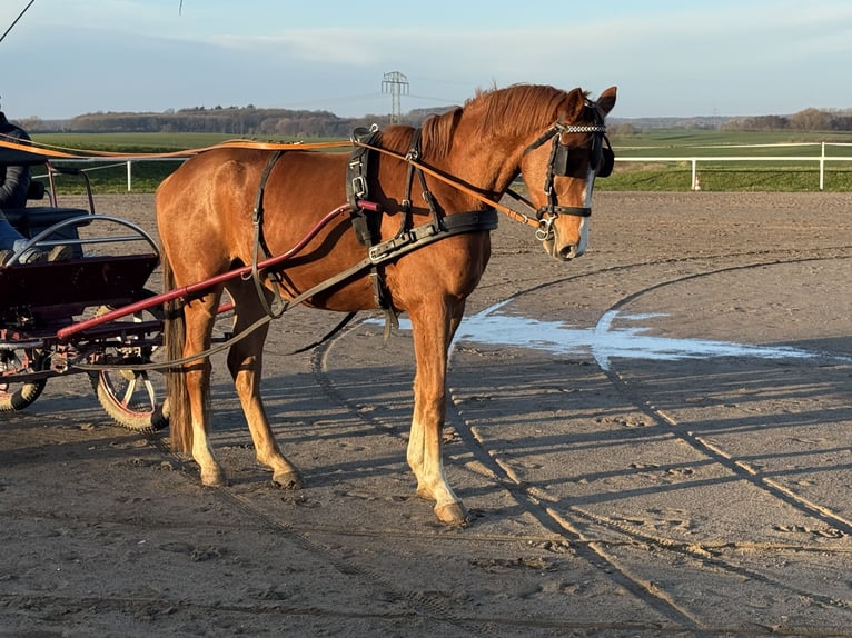 Mecklenburger Warmblut Wallach 5 Jahre 169 cm Fuchs in Ganschow