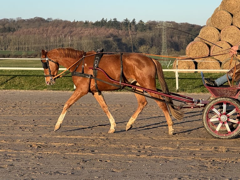 Mecklenburger Warmblut Wallach 5 Jahre 169 cm Fuchs in Ganschow