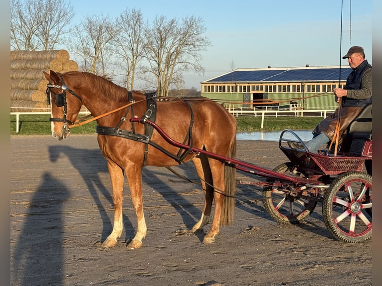 Mecklenburger Warmblut Wallach 5 Jahre 169 cm Fuchs in Ganschow