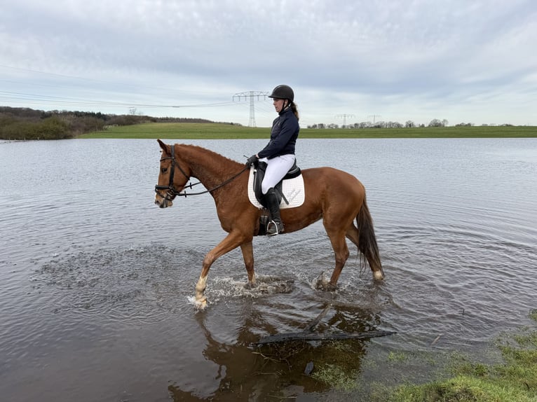 Mecklenburger Warmblut Wallach 5 Jahre 169 cm Fuchs in Ganschow