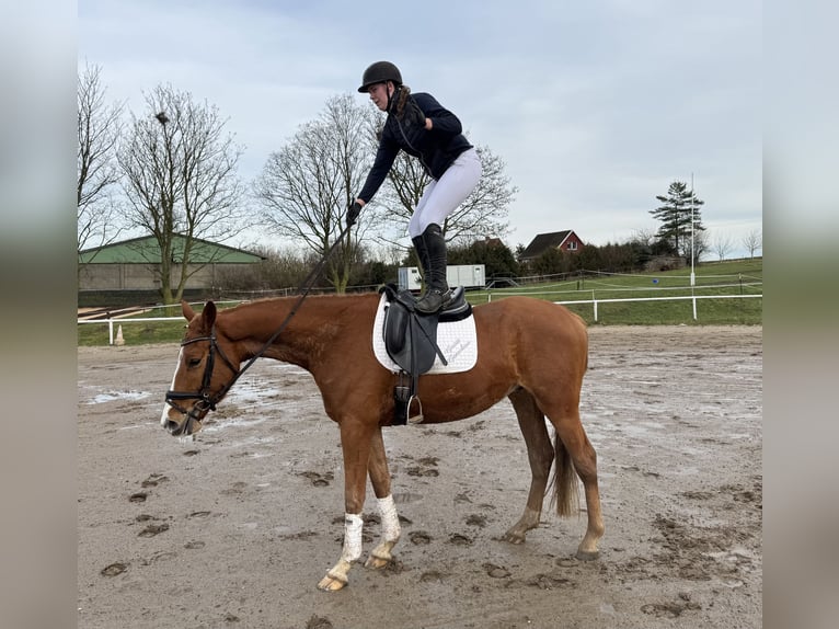 Mecklenburger Warmblut Wallach 5 Jahre 169 cm Fuchs in Ganschow