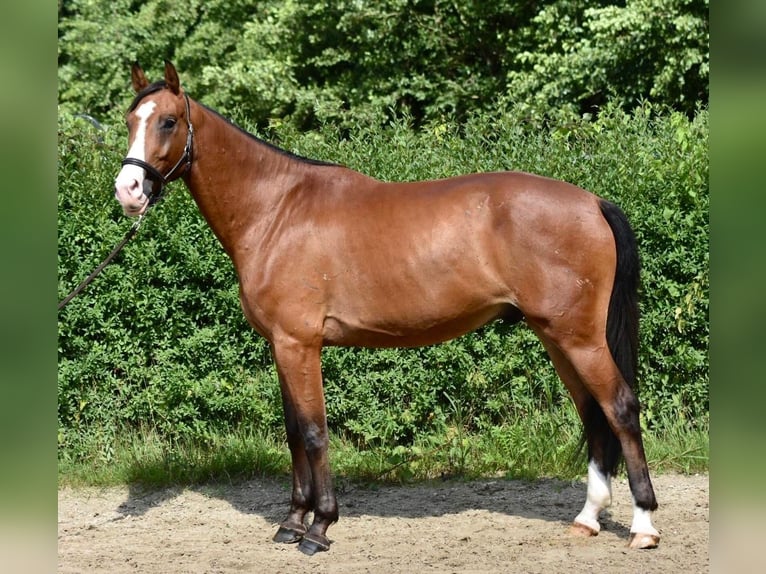 Mecklenburger Warmblut Wallach 5 Jahre 170 cm Brauner in Ratingen