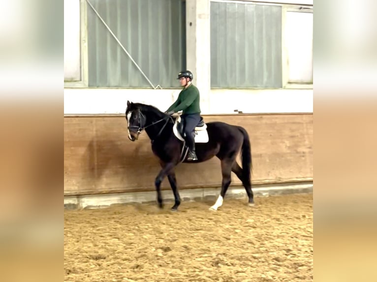 Mecklenburger Warmblut Wallach 5 Jahre 170 cm Dunkelbrauner in Redefin